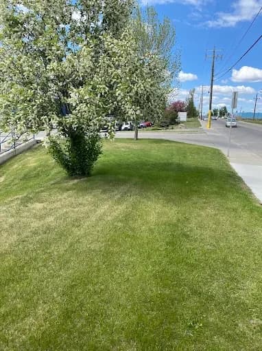 Even cut, trimmed edges and a healthy tree on a corner property.